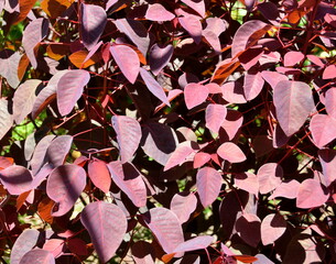 Vibrant leaves at fall season