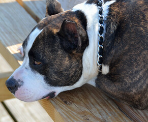 Pitbull resting on dock background