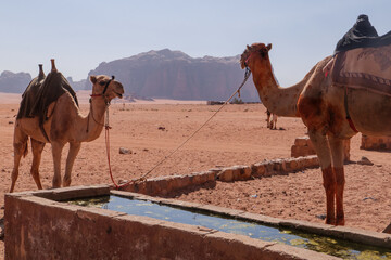 Kamele an einer Wasserstelle auf einer Trekking Tour im Wadi Rum eine geschützte Wüstenwildnis im...