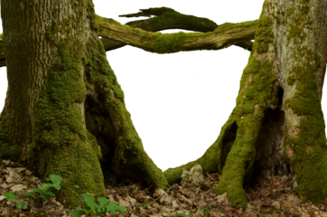 Fantasy forest PNG. Mossy hollow trees, shaped branches, composed framed copy space