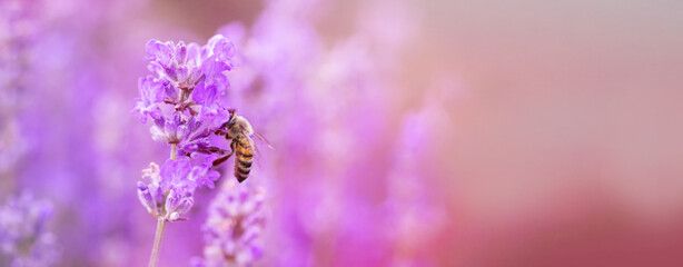 Honey bee on lavender flower in flower bed in garden in summer. Harvesting lavender nectar.