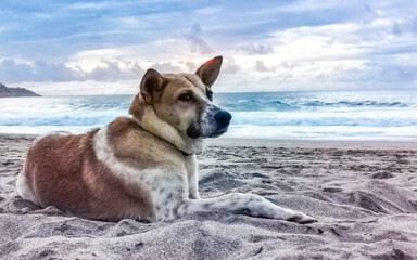 Dog relaxing lying on beach sand in sunny Mexico.