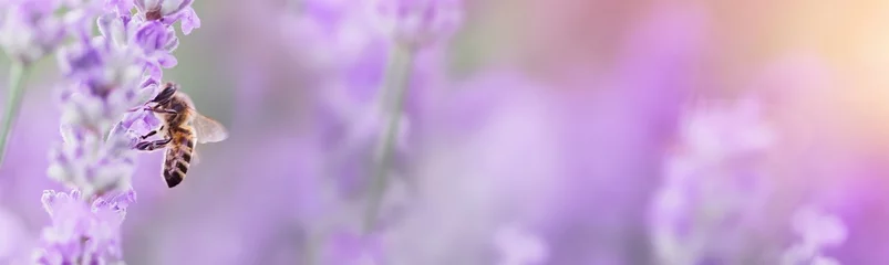 Raamstickers Honey bee in flight over lavender flower in field in summer during flowering and harvest period © Maryna