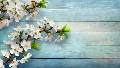 Kwitnące gałązki wiśni na niebieskich deskach. Wiosenne tło - obrazy, fototapety, plakaty