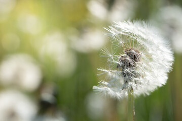 A bright dandelion in a meadow in spring. Other dandelions in the background. The sun is shining. The wind has already blown away a few umbrellas.