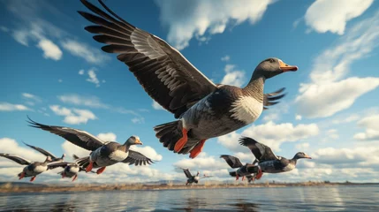 Foto op Plexiglas migrating geese flying © pector