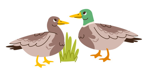 Cute duck and drake isolated on white background. Kids vector illustration of farm poultry
