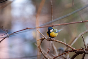 A small cute bright tit sits on a branch in the park. Birds in the city.