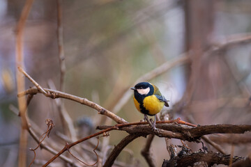 A small cute bright tit sits on a branch in the park. Birds in the city.