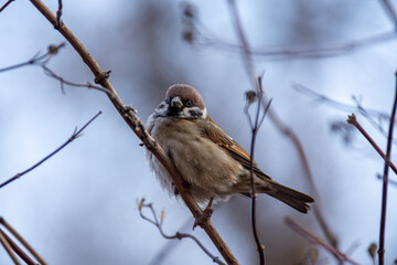 Fototapeta premium Little cute sparrows are sitting on a bush in the garden. Birds in the city.