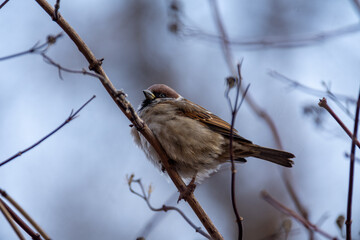 Little cute sparrows are sitting on a bush in the garden. Birds in the city.