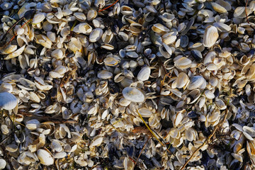 Mussel shells on a beach