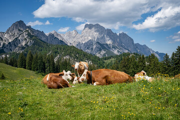 Fototapeta na wymiar Fleckvieh - Kühe liegen entspannt auf einer grünen Alm mit einem majestätischen Gebirge im Hintergrund