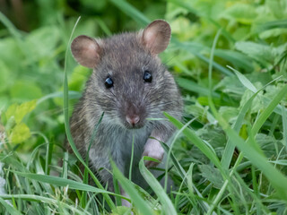 Close-up of the Common rat (Rattus norvegicus) with dark grey and brown fur standing on back paws in the green grass