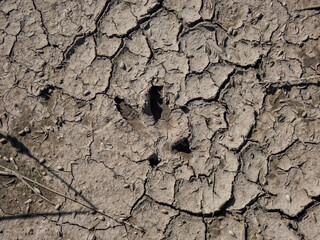 Footprint of a Roe deer (Capreolus capreolus) in very deep and dried mud in the countryside