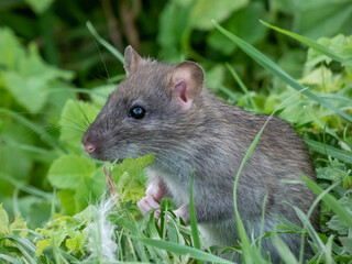 Naklejka na ściany i meble Close-up of the Common rat (Rattus norvegicus) with dark grey and brown fur standing on back paws in the green grass