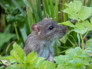 Close-up of the Common rat (Rattus norvegicus) with dark grey and brown fur in the grass among...