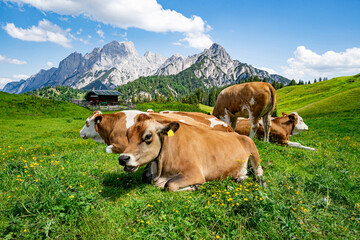 Malerische Almlandschaften - Braunvieh -Kühe mit Glocke auf einer grünen Alm vor Gebirgspanorama.