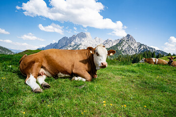 Fleckvieh - Kuh liegt entspannt auf einer grünen Alm mit einem imposanten Gebirge im Hintergrund,...