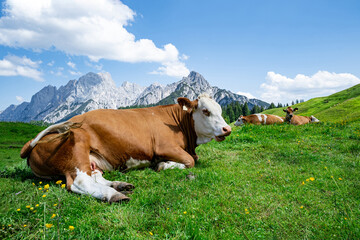 Fleckvieh - Kuh liegt entspannt auf der grünen Litzlalm  mit einem imposanten Gebirge im...