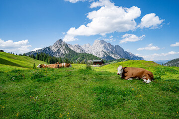 Fototapeta na wymiar Fleckvieh - Kuh liegt entspannt auf der grünen Litzlalm mit einem imposanten Gebirge im Hintergrund.