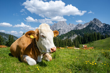 Fototapeta na wymiar Fleckvieh - Kuh liegt entspannt auf einer grünen Alm mit einem imposanten Gebirge im Hintergrund, Nahaufnahme.