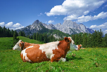 Zwei Kühe liegen auf einer grünen Alm vor einem majestätischen Gebirge in den Alpen.
