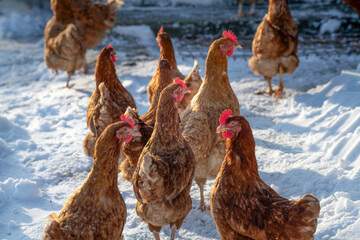 Fully organic chickens in the countryside in winter