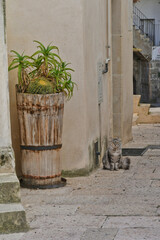 The village of Gravina in Puglia, Italy.