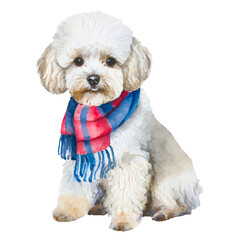 cute Bichon Frise dog wearing scarf, graphic resources with transparent background, animal watercolor drawing