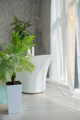 Modern white bathtub surrounded by houseplants and wide window beside in bathroom. Front view of...