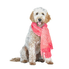 cute labradoodle dog wearing scarf, graphic resources with transparent background, animal watercolor drawing