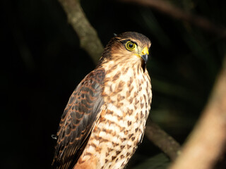 Sharp-shinned Hawk