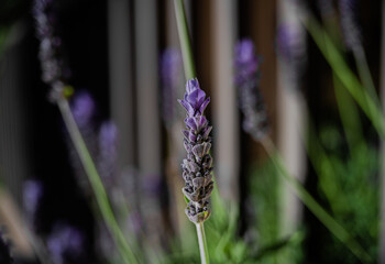 Flor de lavanda en primavera