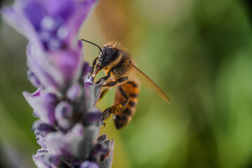 Una abeja Poliniza una flor de lavanda en primavera, macro acercamiento de un insecto amarillo con alas recolectando nectar de las flores