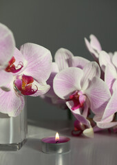 Pink phalaenopsis orchid flower, candle on beige. Selective soft focus. Minimalist art still life. Light and shadow background.