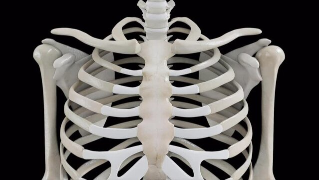 Esqueleto Humano: Da Cabe&ccedil;a aos P&eacute;s