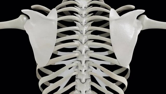 Esqueleto Humano Detalhado com Foco na Caixa Torácica e Ossos do Braço Superior