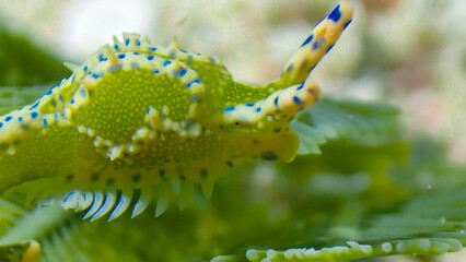 antilles oxynoe, a slug, nudybranch or elyssia