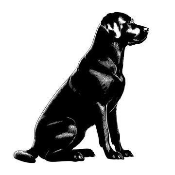 recommend clip art: Sitting labrador retriever silhouette. Vector illustration