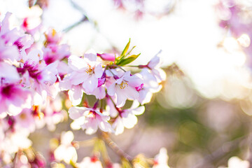 Beautiful pink cherry blossom trees sakura flowers close up