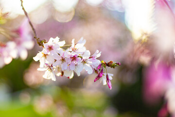 Beautiful pink cherry blossom trees sakura flowers close up