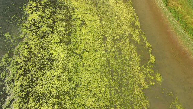 Drone flight above green algae surface of a dirty lake creating texture