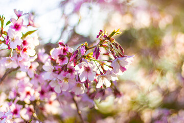 Beautiful pink cherry blossom trees sakura flowers