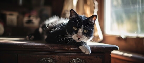 A black and white cat rests on the dresser with a paw dangling.