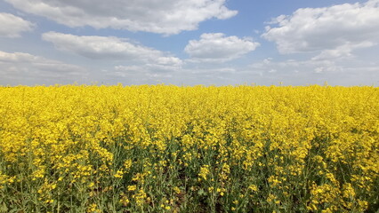 Obraz premium yellow blooming rapeseed field under cloudy sky