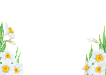 Narcissus, watercolor illustration of daffodils. Hand drawn watercolor frame of a fragrant spring garden flowers. White and yellow botanical painting for greeting, wedding, Easter, Mothers day print