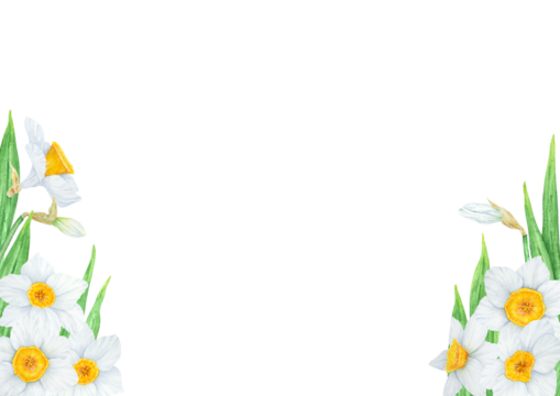 Narcissus, watercolor illustration of daffodils. Hand drawn watercolor frame of a fragrant spring garden flowers. White and yellow botanical painting for greeting, wedding, Easter, Mothers day print