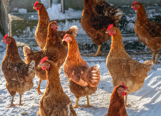 Organic hens on the run in winter