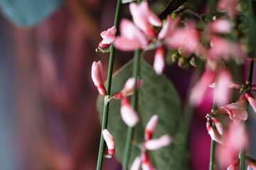Pink blooms with blur of background for feminine floral arrangement.